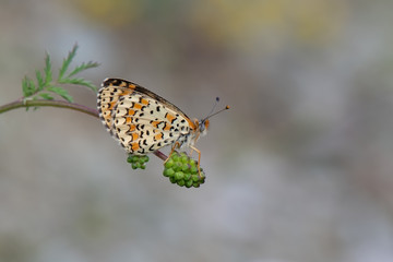 Nymphalidae / Benekli İparhan / / Melitaea didyma