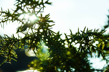 Close up spiky plants with sun rays