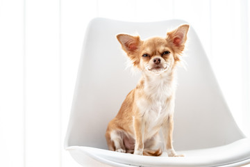 sitting brown Chihuahua 