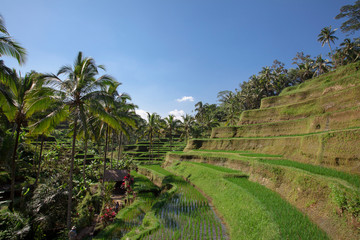 Fototapeta na wymiar Aerial view of Tegalalang Rice Terrace in Ubud, Bali, Indonesia
