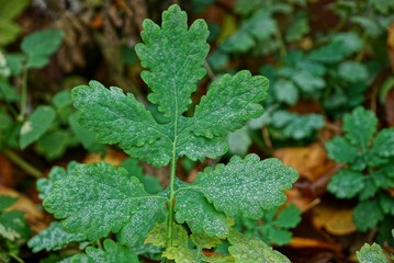 green leaves on the stem of a plant in drops of dew