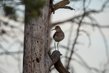 Wood sandpiper on the tree