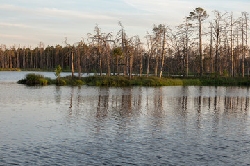 Swamp lake with dried pines on the shore