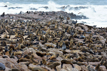 Robben im Cape Cross Seal Reserve Namibia 