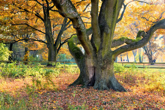 รูปภาพEichenstamm เลือกดูภาพถ่ายสต็อก เวกเตอร์ และวิดีโอ600 Adobe Stock