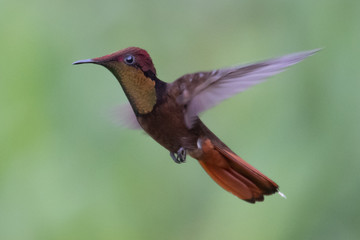 Hummingbird(Trochilidae)Flying gems ecuador