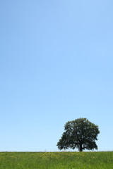 Solitary Oak Tree In A Meadow