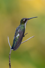 Hummingbird(Trochilidae)Flying gems ecuador