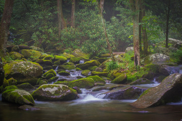 Fototapeta premium stream in the forest