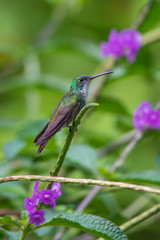 Hummingbird(Trochilidae)Flying gems ecuador