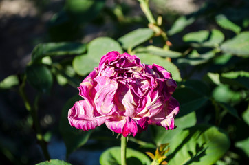 dry pink rose in the garden