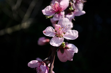 branch of pink flower tree
