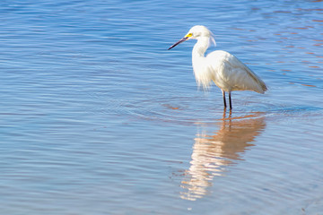 White heron fishing on the lagoon 