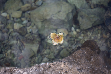 Floating part of the fruit in the sea