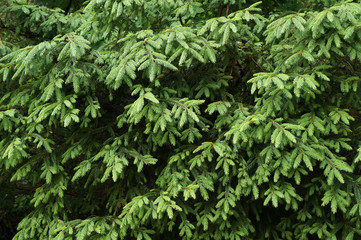 Green needles of young fir tree.