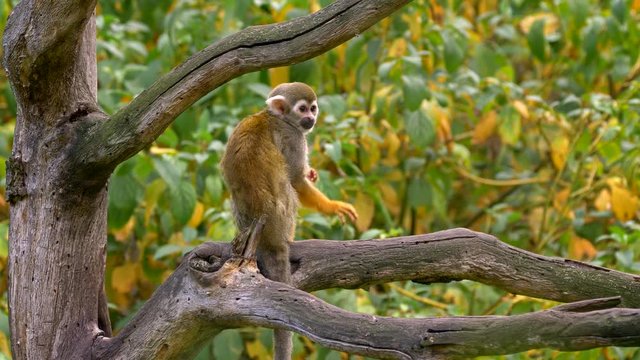 Common squirrel monkey (Saimiri sciureus) catching flies