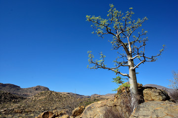 Flaschenbaum im Erongo Gebirge Namibia