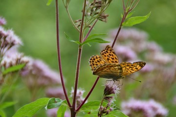 Farfalla su fiori di valeriana di montagna