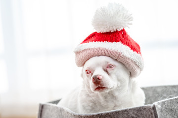 Hund mit Weihnachtsmütze - Weihnachtsgrüße