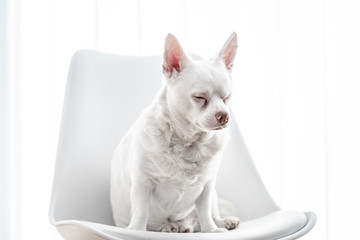 weißer Hund auf Stuhl vor weißem hintergrund