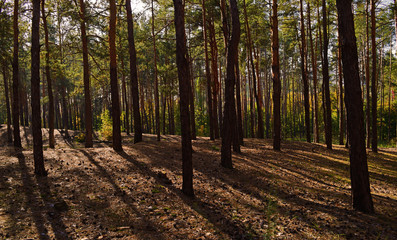 Naklejka premium Beautiful autumn pine forest with shadows.Landscape, nature.