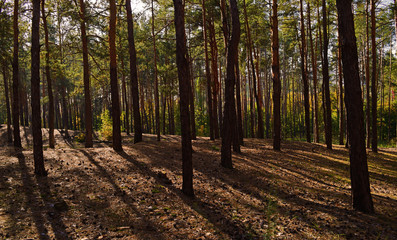 Beautiful autumn pine forest with shadows.Landscape, nature.