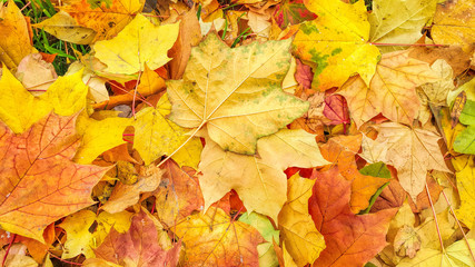 Naklejka na ściany i meble Bright autumn background from fallen leaves of maple