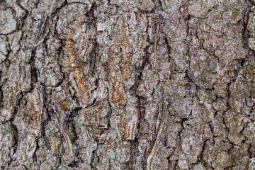 the texture of the tree bark