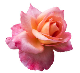 Isolated Pink Rose Flower with Clearcut background