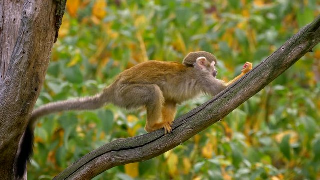 Common squirrel monkey (Saimiri sciureus) catching flies