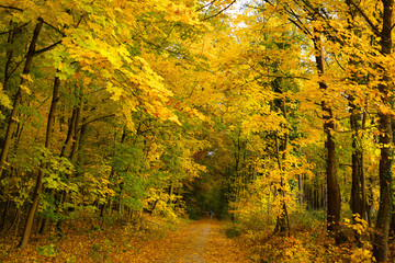Gelbe Blätter im Herbstwald - Stockfoto