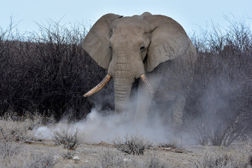 Elefant im Etosha National Park Namibia