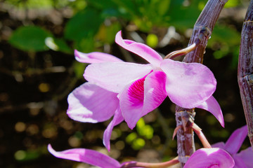 Pink Orchidee Blume Nahaufnahme