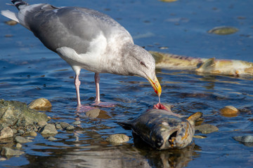 Seagull and Salmon