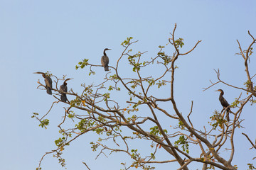 Birds in tree, floodplain in Botswana's Okavango delta