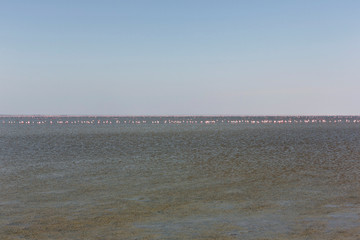 Greater and Lesser Flamingos in the Makgadikgadi pans in Botswana, Africa