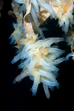 Transparent sea squirts or Yellow Sea Squirts (Ciona intestinalis), Hanging Gardens of Aegir, Norwegian Sea, Northern Atlantic, Norway, Europe