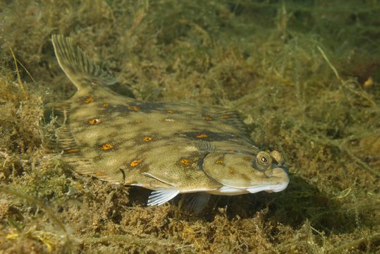 European plaice (Pleuronectes platessa) on algae, Norwegian Sea, Northern Atlantic, Norway, Europe
