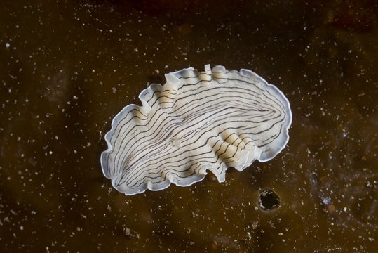 Candy Striped Flatworm (Prostheceraeus vittatus) on laminaria brown algae (Phaeophyceae), Norwegian Sea, Northern Atlantic, Norway, Europe