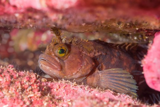 Yarrell's Blenny or Atlantic Warbonnet (Chirolophis ascanii) hiding in the crevice of the reef, Norwegian Sea, Northern Atlantic, Norway, Europe