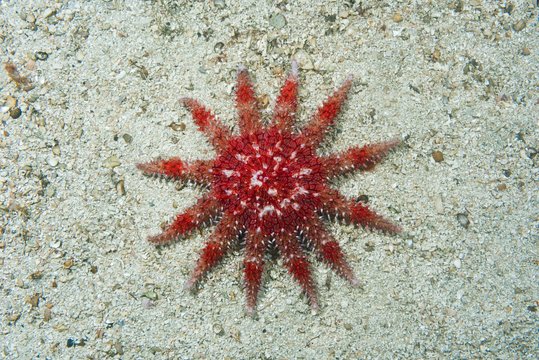 Common Sun Star (Crossaster papposus) on sandy bottom, Norwegian Sea, Northern Atlantic, Norway, Europe
