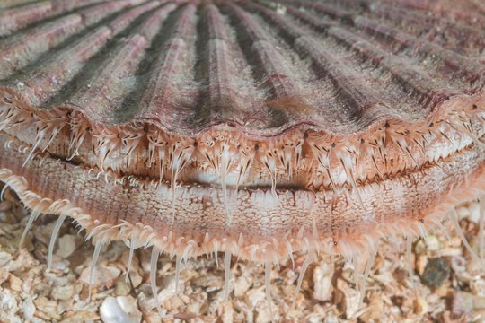 Close-up of Queen scallop or Manx Queenie (Aequipecten opercularis) in the sand, Norwegian Sea, Northern Atlantic, Norway, Europe