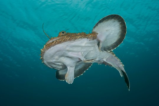 Frog-fish or Angler fish (Lophius piscatorius) under the surface of water, Norwegian Sea, Northern Atlantic, Norway, Europe