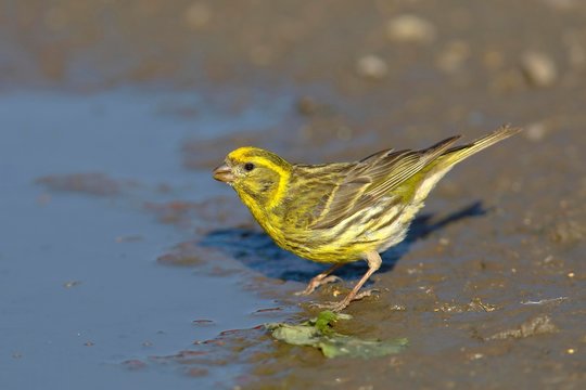 Serin (Serinus Serinus), male standing at a puddle, Lake Neusiedl, Burgenland, Austria, Europe