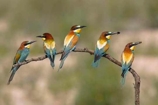 European bee-eaters (Merops apiaster), five birds are sitting on branch, National Park Lake Neusiedl, Burgenland, Austria, Europe