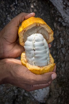Hand holds broken ripe cacao fruit (Theobroma cacao) with cocoa beans, Roca Monte Forte, Neves, Sao Tome and Principe
