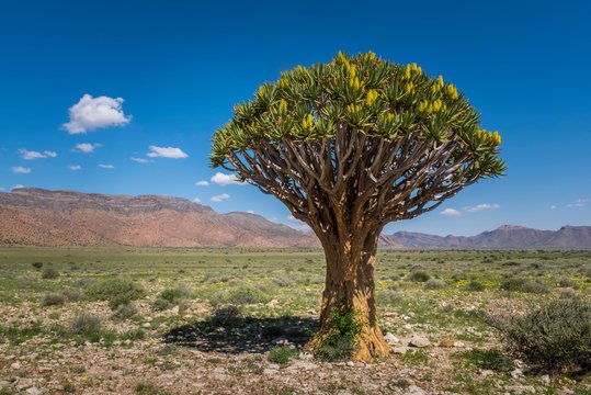 Blooming Quiver tree (Aloe dichotoma), Solitaire, Khomas region, Namibia, Africa