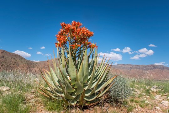 Red aloe (Aloe namibensis), Solitaire, Khomas region, Namibia, Africa