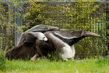 Giant anteater with a baby