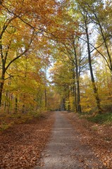 Fototapeta na wymiar Leuchtend bunter Herbstwald sonnig mit Weg